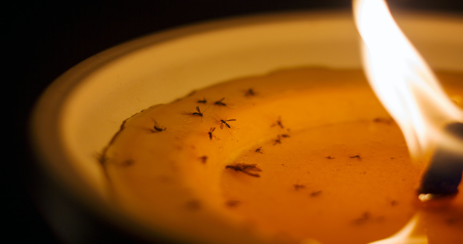 Key Differences between Lemongrass Oil and Citronella Oil