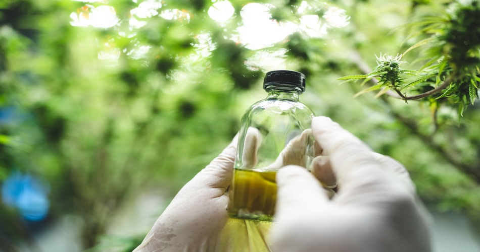 Exploring the Benefits of Eugenol: The Essence of Clove Leaf Oil